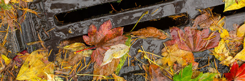 colorful-red-yellow-leaves-block-storm-drain-grate