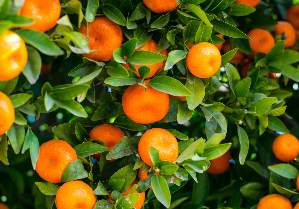 Citrus fruit growing on a tree