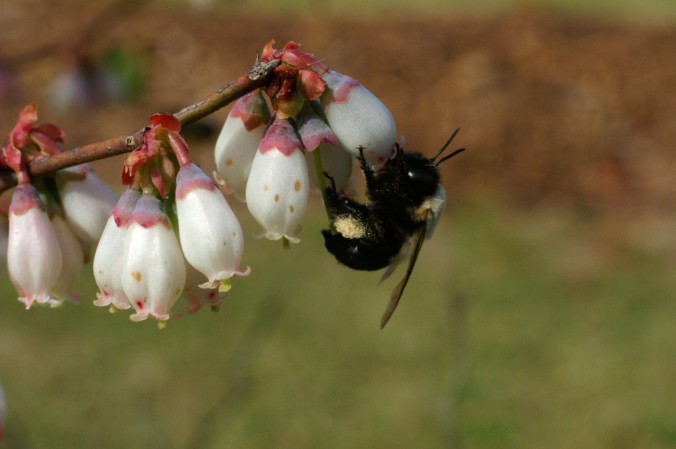 a bee pollinating a white flower