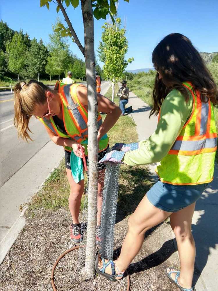Women wrapping young tree trunks with mesh to protect them