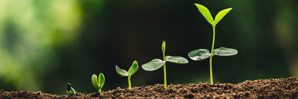 Row-of-seedlings-growing-up-through-soil-in-ascending-height-from-left-to-right