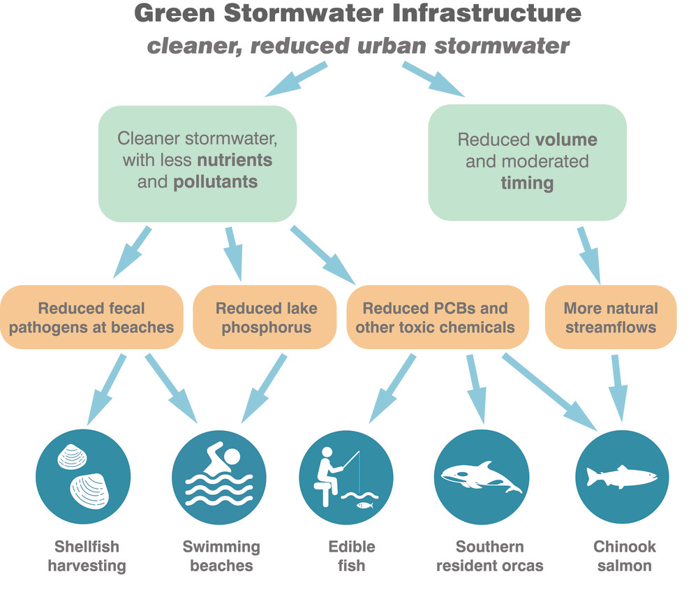 a diagram showing that actions including reduced fecal pathogens and beaches, reduced lake phosphorus, reduced PCBs and other toxic chemicals, and more natural stream flows impact key end points including shellfish harvesting, swimming beaches, recreation fishing, Southern resident orcas, and Chinook salmon