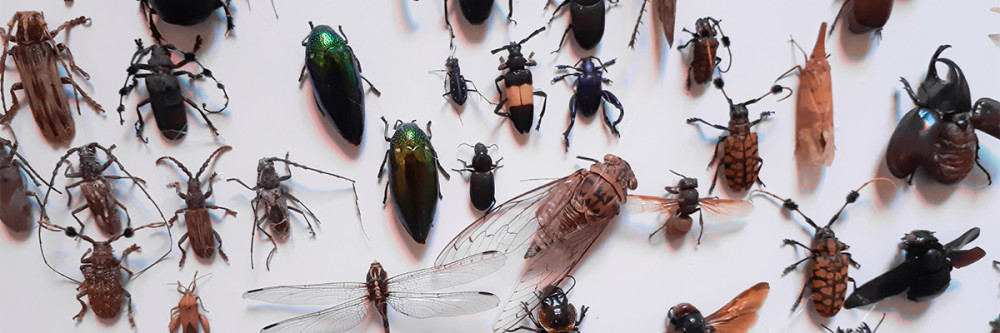 bug-collection-laying-on-white-background