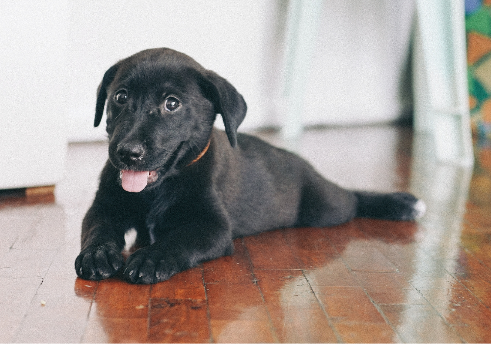 A black lab puppy laying on a wood floor panting and looking at the camera