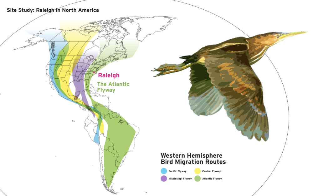 image showing bird migration flyways through North America
