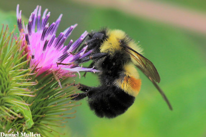 an insect on a purple flower