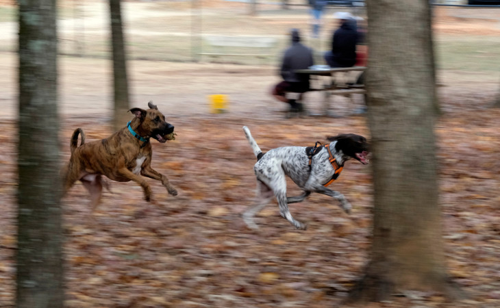 If you could add a Dog Park to one existing Mecklenburg County park property where would you add one?