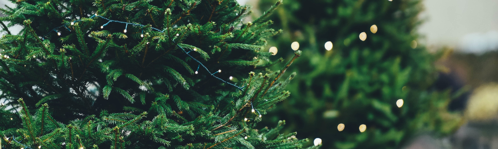Close-up of Christmas tree