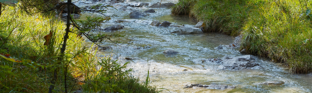 A flowing creek next to grass and shrubs