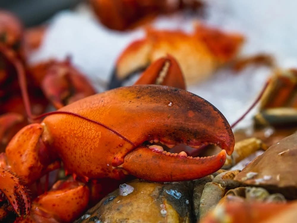 Market Square Lobster Fest