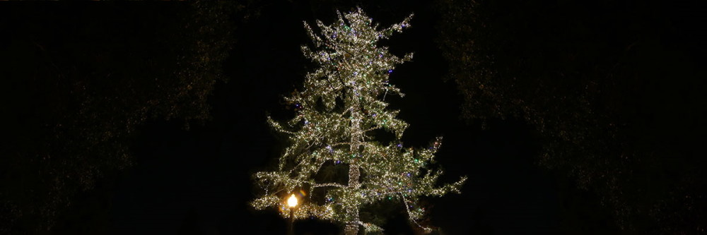 Holiday-Tree-Lighting-event-in-Fremont-Park