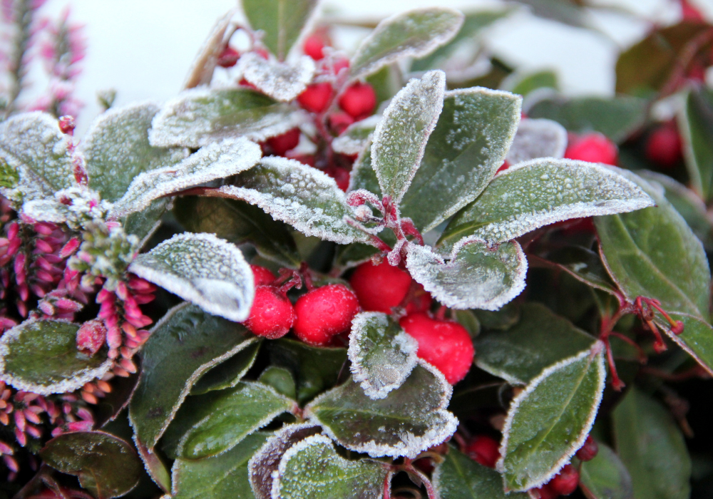 Frost covering the leaves of a plant with bright red and pink blossoms