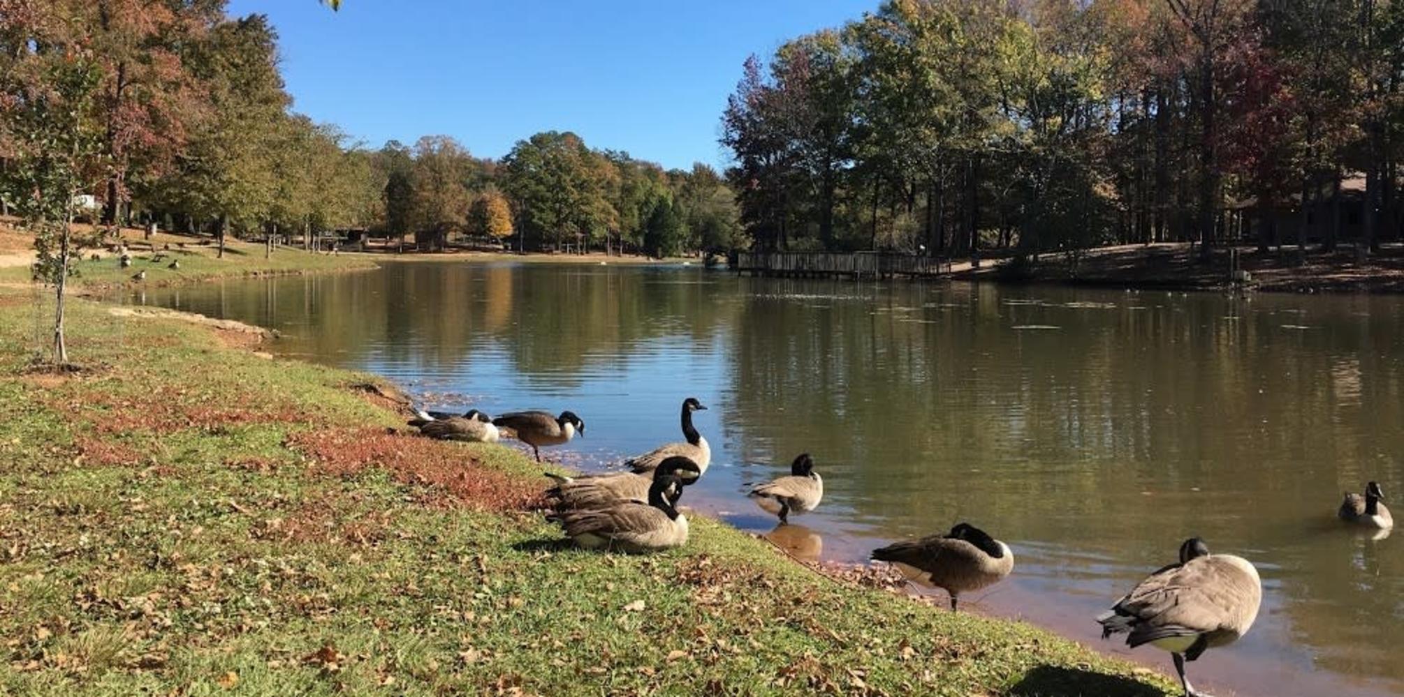 Pond Dredging - Park Road Park & Freedom Park - PublicInput