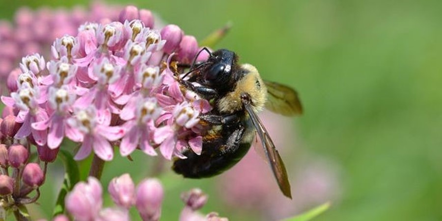 A bee on a purple flower