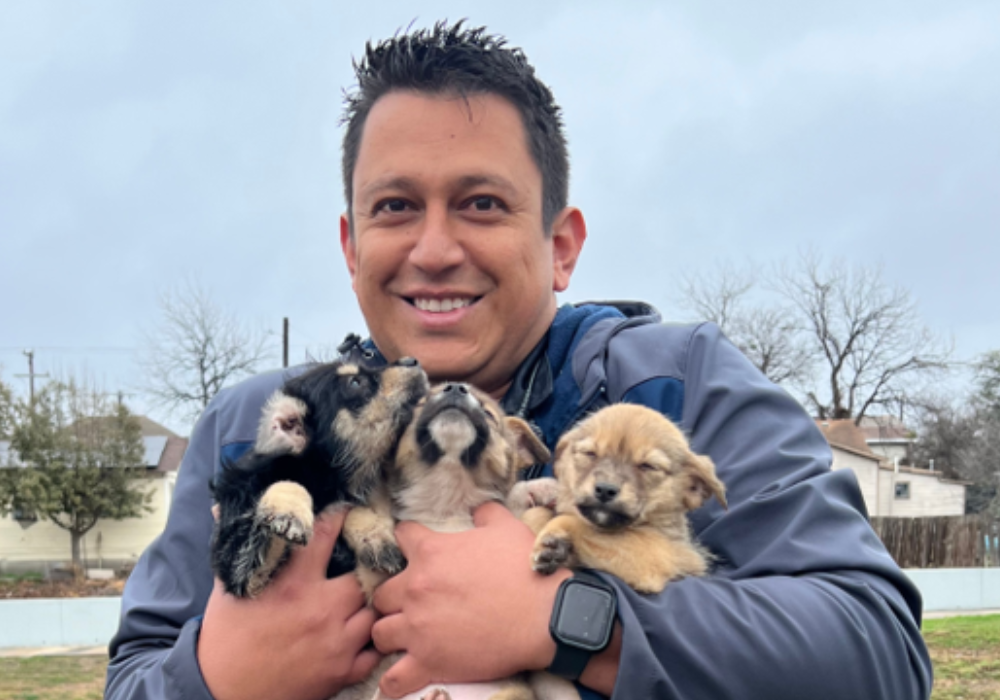 Person holding 3 small puppies