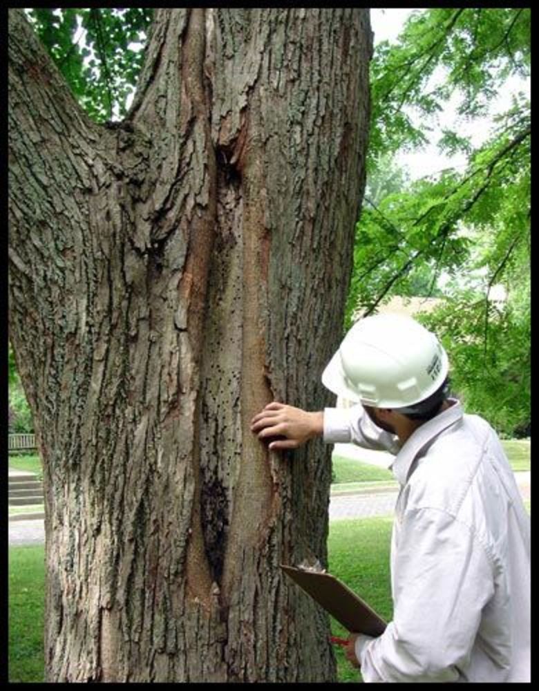 Worker in white inspecting large tree bark