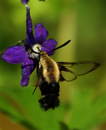 winged insect on dark purple flower