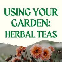Using Your Garden: Herbal Teas
