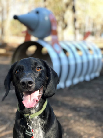 Thank you for participating in the City of Raleigh Dog Park Study Survey!