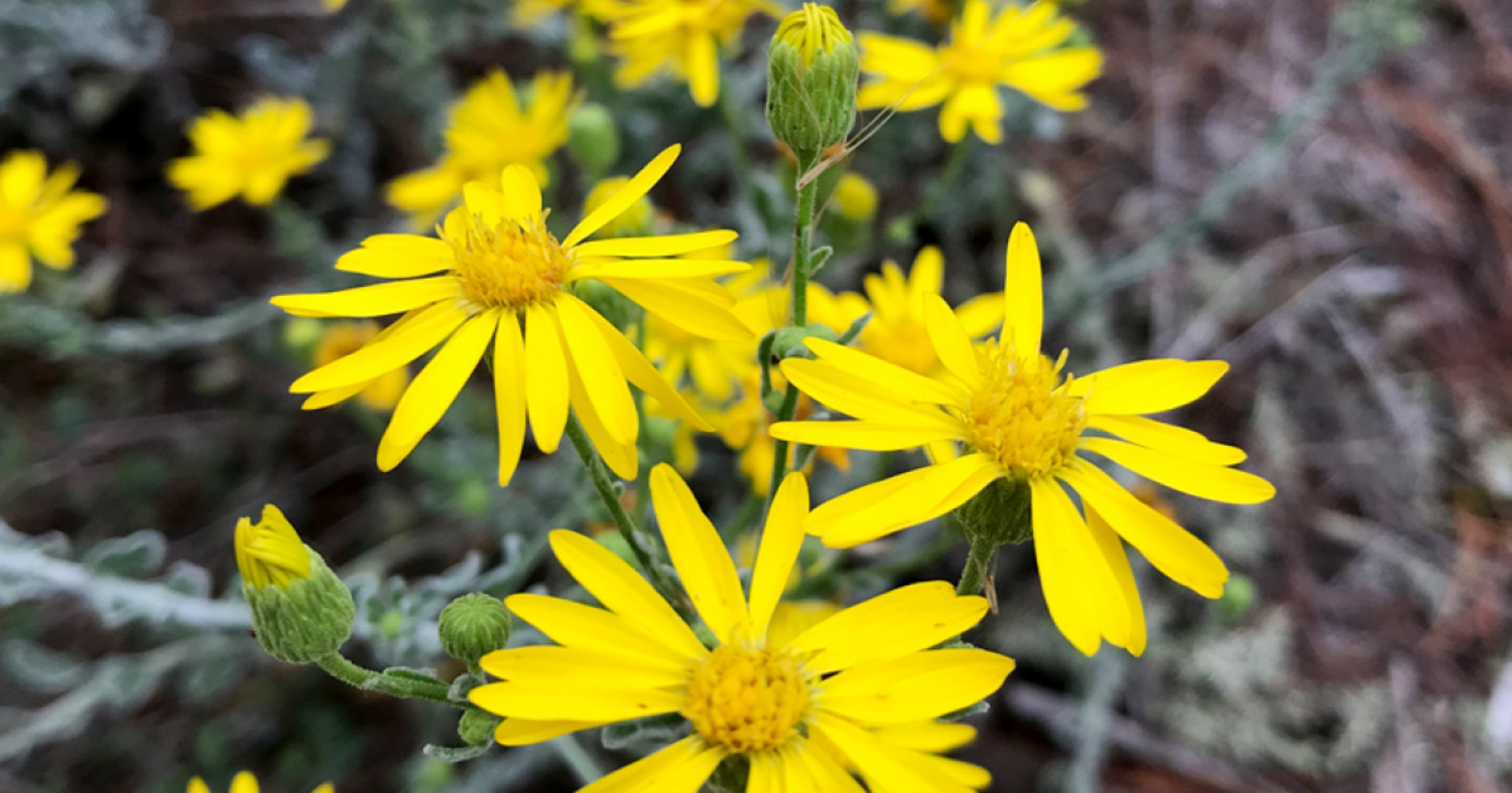 Featured image for Golden Aster Scrub Preserve Management Plan
