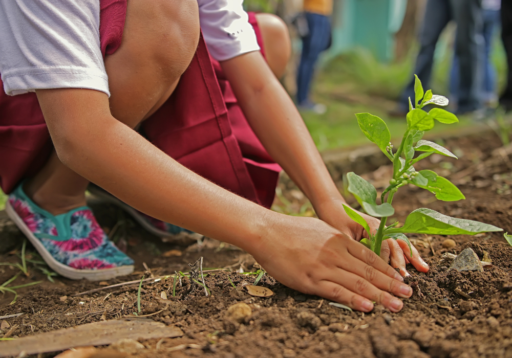 Child planting a plant