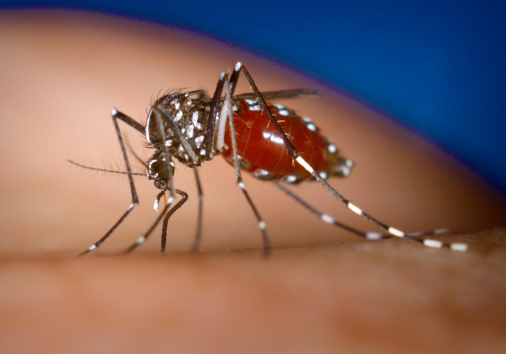 Close-up photo of an aedes aegypti mosquito